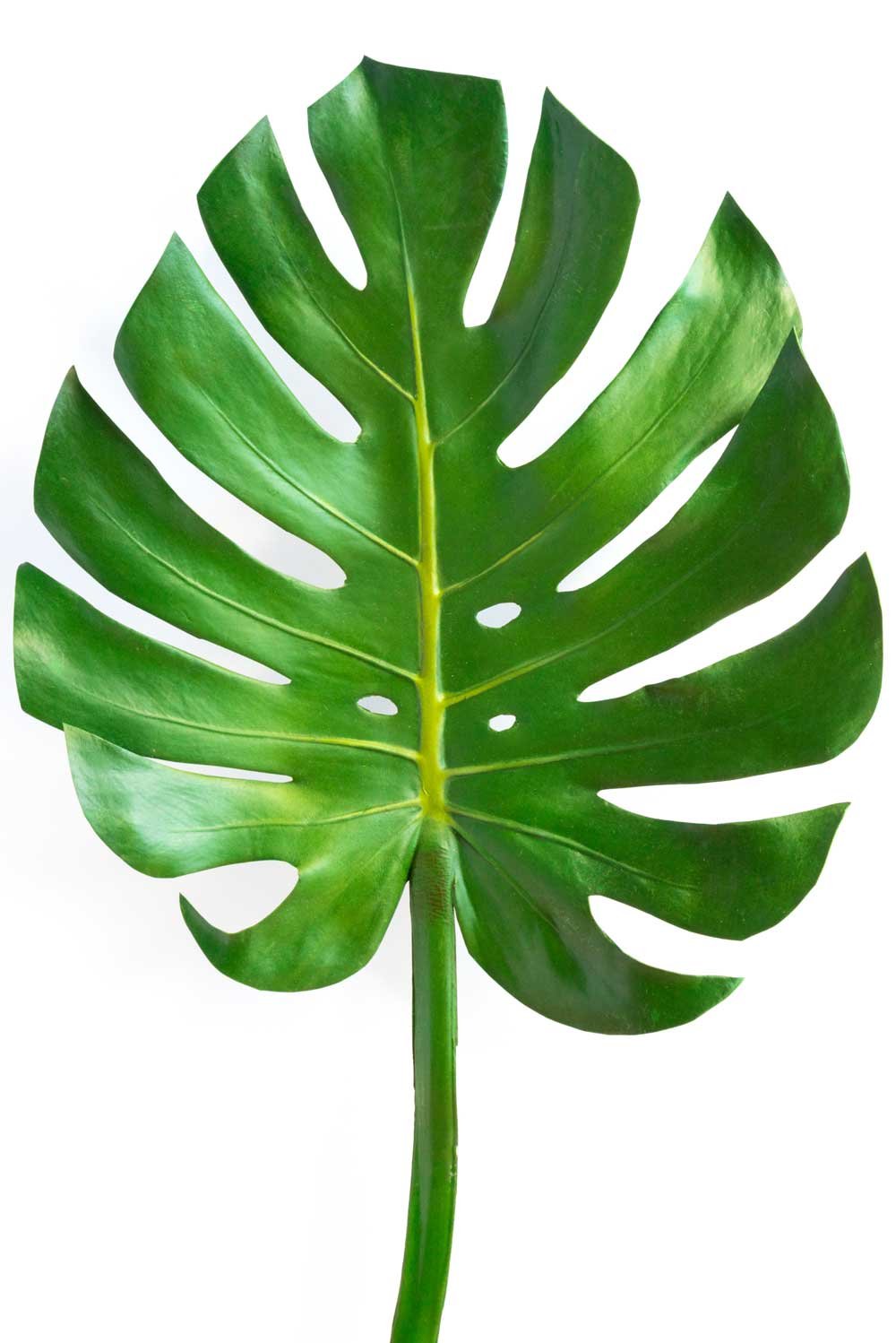 green-leaves-monstera-Y2L6H6D.jpg